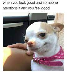 Animals and pets are the best beings in the world that are dangerous as well as cute and beautiful. Funny Dog Memes Clean Funny Dog Memes 2019 Dog Meme Face Cute Dog Memes Dog Memes Best Dog Memes Funny Dog Memes Funny Animal Pictures Cute Funny Animals