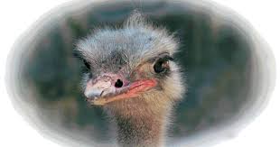 L Autruche En Reve Le Sens Animaux Exotiques Autruches Reve