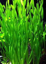 Image result for Vallisneria spiralis