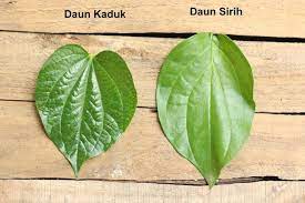 Daun sirih on wn network delivers the latest videos and editable pages for news & events, including entertainment, music, sports, science and more, sign up and share your playlists. 12 Sireh Betel Ideas Plant Leaves Leaves Plants