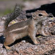 I happen to have all three in my yard, although harris' is just a visitor. Harris S Antelope Squirrel Wikiwand