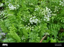 Image result for Berula thunbergii