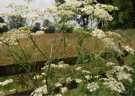 Image result for Conium