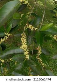 Image result for Suregada procera