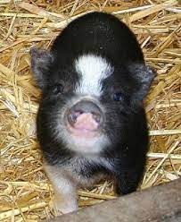 Pin By Martiure On Farm Dreaming Baby Pigs Pet Pigs Cute Animals