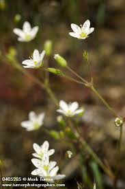 Image result for Tinnea coerulea