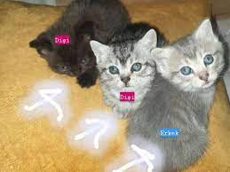 british yavru kedi fiyatlari kedi hayvanlari blog