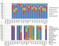 Image result for Sarcophrynium prionogonium