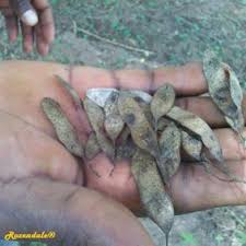 Image result for Dalbergia melanoxylon