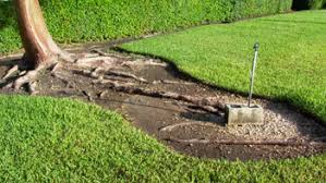 Different problems can occur and these often depend on what type of tree. Remove Turf Maintenance Landscape Plants Edward F Gilman Uf Ifas