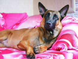 Maybe you would like to learn more about one of these? Video Le Malinois Un Chien D Une Grande Vivacite Femme Actuelle Le Mag