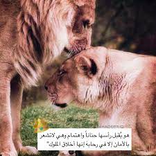اسد ملك lion لبوه حب funny arabic quotes arabic art book cover art