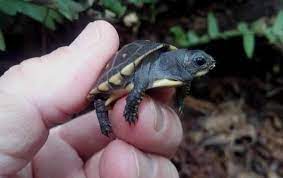 Box Turtle Care Sheet Eastern Box Turtles 3 Toed Ornate Chinese