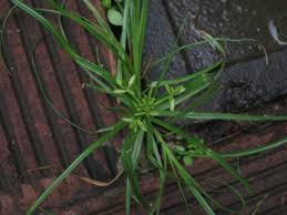 Image result for Cyperus pectinatus