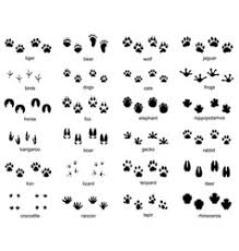 3d spring paper tree craft template →. Rabbit Foot Vector Images Over 630