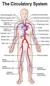 The walls of blood vessels differ depending on the type of vessel. Checking Pulse In Foot For Clogged Artery Google Search Arteries And Veins Medical Transcription Medical