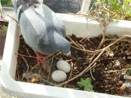 Gestation Period For Pigeon Eggs Christening Outfits Baby Boy