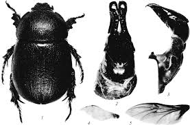 Image result for Pentodon