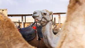 It could not be more straightforward! Arava Israel 5 Family Attractions In The Desert El Al