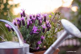 Echter lavendel (lavandula angustifolia, syn. Pflege Von Lavendel Im Topf Von A Z Schneiden Umtopfen Co