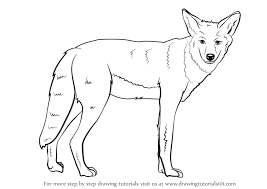Learn How To Draw A Coyote Wild Animals Step By Step Drawing Tutorials Wild Animals Drawing Coyote Drawing Animals Wild
