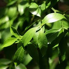 Image result for Toddaliopsis