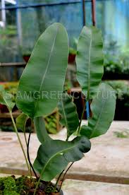 Image result for Elaphoglossum kivuense