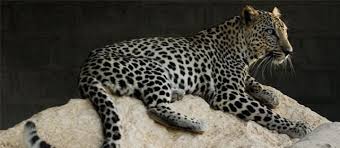 Fewer than 200 wild individuals were estimated to be alive in 2006. Arabian Leopard Alchetron The Free Social Encyclopedia