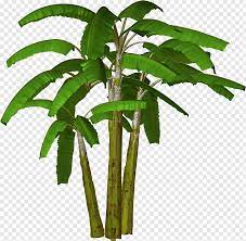 Banana Plant Banana Tree Banana Outline S Free Png Banana Plants Banana Tree Palm Tree Sticker