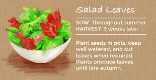 These vegetables can all be direct seeded when the soil is warm. Top 10 Easy To Grow Vegetable Plants Thompson Morgan