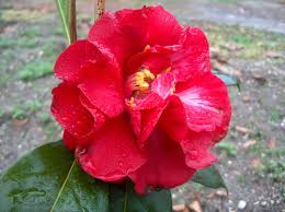 Camellia Terrell Weaver