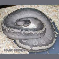 Maybe you would like to learn more about one of these? Living Art Reptiles On Twitter Beautiful Ghi Mojave Ghost Ball Python Python Regius Photo Mark Petros Mom Eggs Snake Reptile Livingart Lareptile Lareptiles Ballpython Royalpython Pythonregius Livingartreptile Livingartreptiles