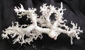 When Lightning Hits Sand Fulgurite Fulgurite Petrified Lightning Gems And Minerals