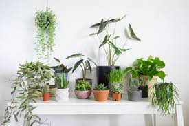Common house plants that are easy to care for with pictures, names of house plants and care. 5 Common House Plant Mistakes To Avoid Ppm Apartments Chicago