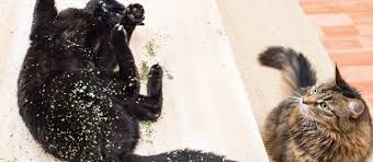 Kedi Nanesi Nedir Ne Ise Yarar Suzionline