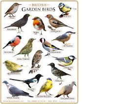 Brainwaves Stickers Certificates Custom Stickers Rubber Stamps School Stickers Bird Garden Birds Pet Birds