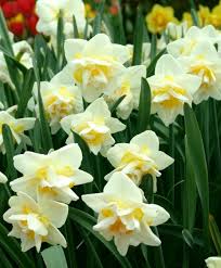 Narcissus White Lion White Lion Is A Fragrant Gardenia Like Naturalizer Introduced Back In The 1940s This Highly Awar Narcissus Flower Bulb Flowers Narcissus