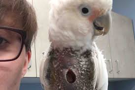 Goffin cockatoo my newest baby. Fundraiser By Lauren Zimmer Saving Jasper The Goffin Cockatoo