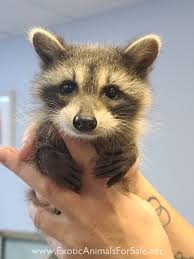 Earth born dog food, which we carry supplemented with fresh fruits, vegetables, fish, eggs, meal worms, super worms and. Raccoons For Sale