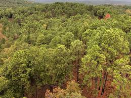 It does that as part of photosynthesis when it also releases oxygen back into the atmosphere. Examining The Viability Of Planting Trees To Help Mitigate Climate Change Climate Change Vital Signs Of The Planet