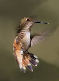 Hovering Male Baby Rufous Hummingbird Bird Wildlife Photography With Images Animals Beautiful Bird Pictures