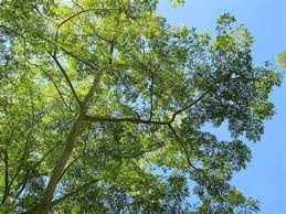 Image result for Albizia zygia