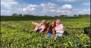 Tidak heran jika di beberapa. 3 Cewek Berhijab Rebahan Di Kebun Teh Demi Konten Tiktok Netizen Murka Okezone Travel