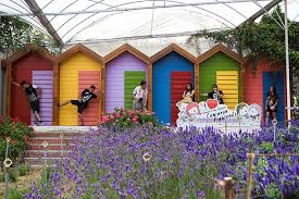 Butterfly garden di cameron highlands. 41 Tempat Menarik Di Cameron Highland 2021 Percutian Dingin Nyaman