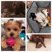 I like to buy a tea cup puppy? — Yelp Forum Discussion