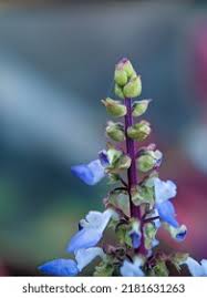 Image result for Plectranthus fruticosus