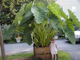 Elephant Ear Plant Alocasia Over Winter Indoors By Theseedhouse Elephant Ear Plant Plants Large Plants