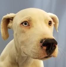 6 Month American Pitbull Terrier Black And White Pin On Animals In Need Of Home