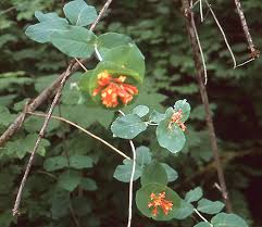 Image result for Lellingeria oosora