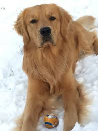 The organization advocates responsible pet ownership, community education and protection of all dogs. Clark2 Great Lakes Golden Retriever Rescue